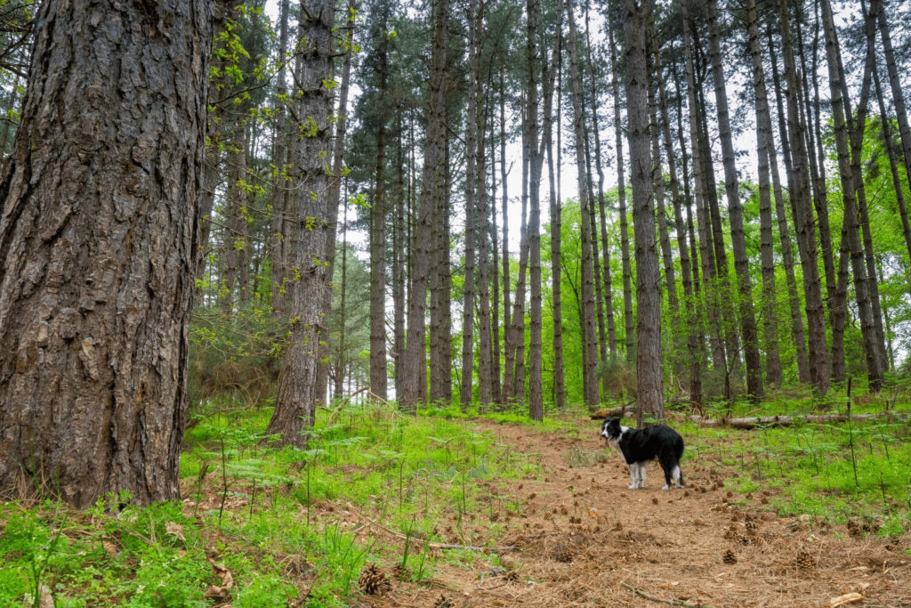 Dog-Friendly Parks Around Danville Dog exploring a scenic walking trail