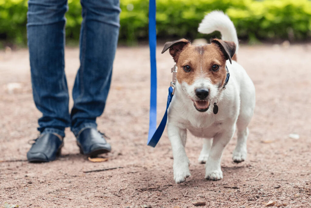 Dog-Friendly Parks Around Danville Person walking a leashed dog along a trail