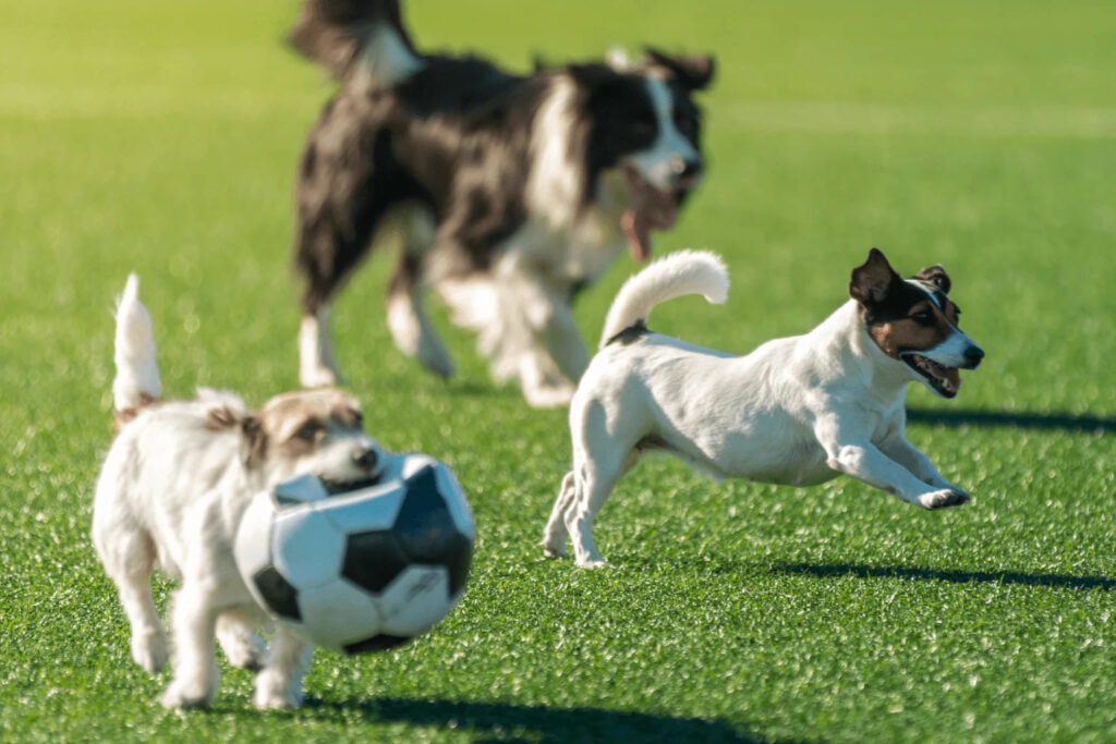Dog-Friendly Parks Around Danville Dogs playing in an off-leash grassy park area | Dog-Friendly Parks Around Danville